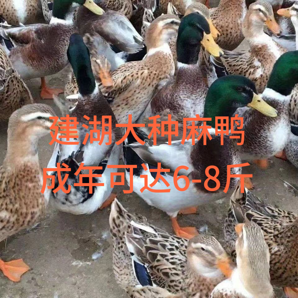 【大种鸭】半斤左右大种建湖麻鸭成年可达6-8斤