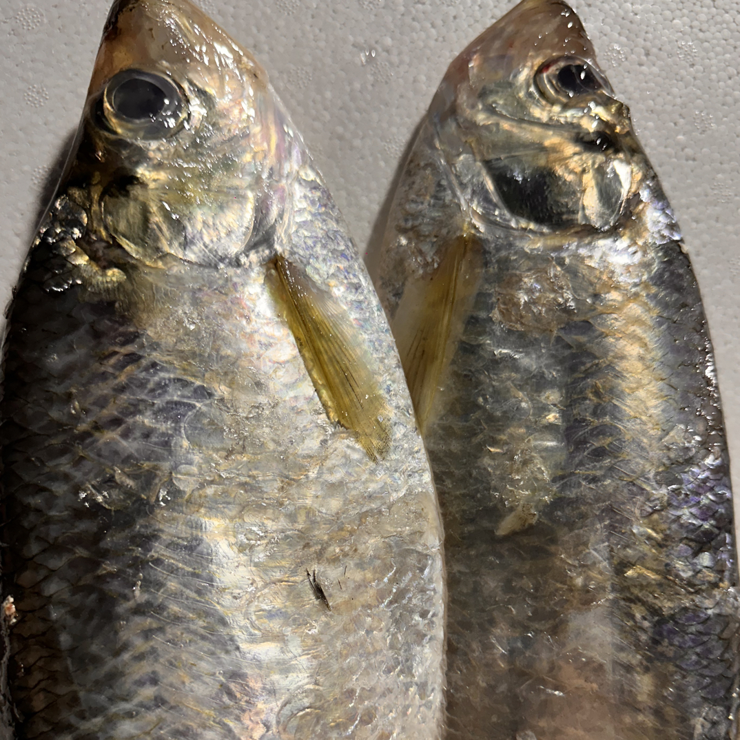 （豆豆专属）大号东海新鲜鳓鱼顺丰冷链包邮