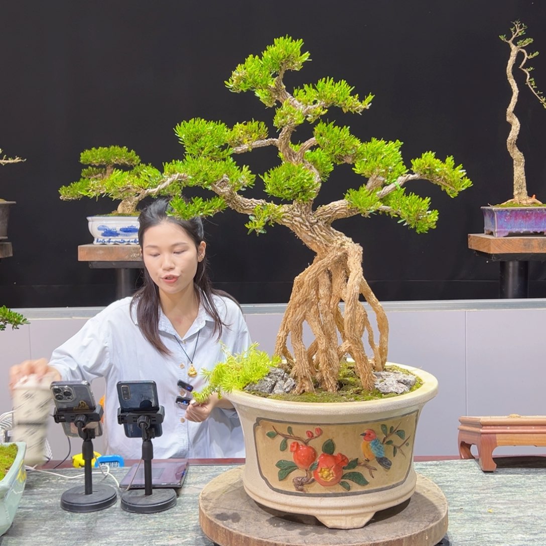 黄杨盆景老桩四季长青