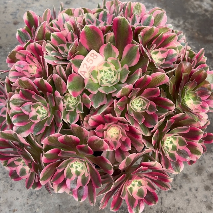 258粉女郎35厘米左右