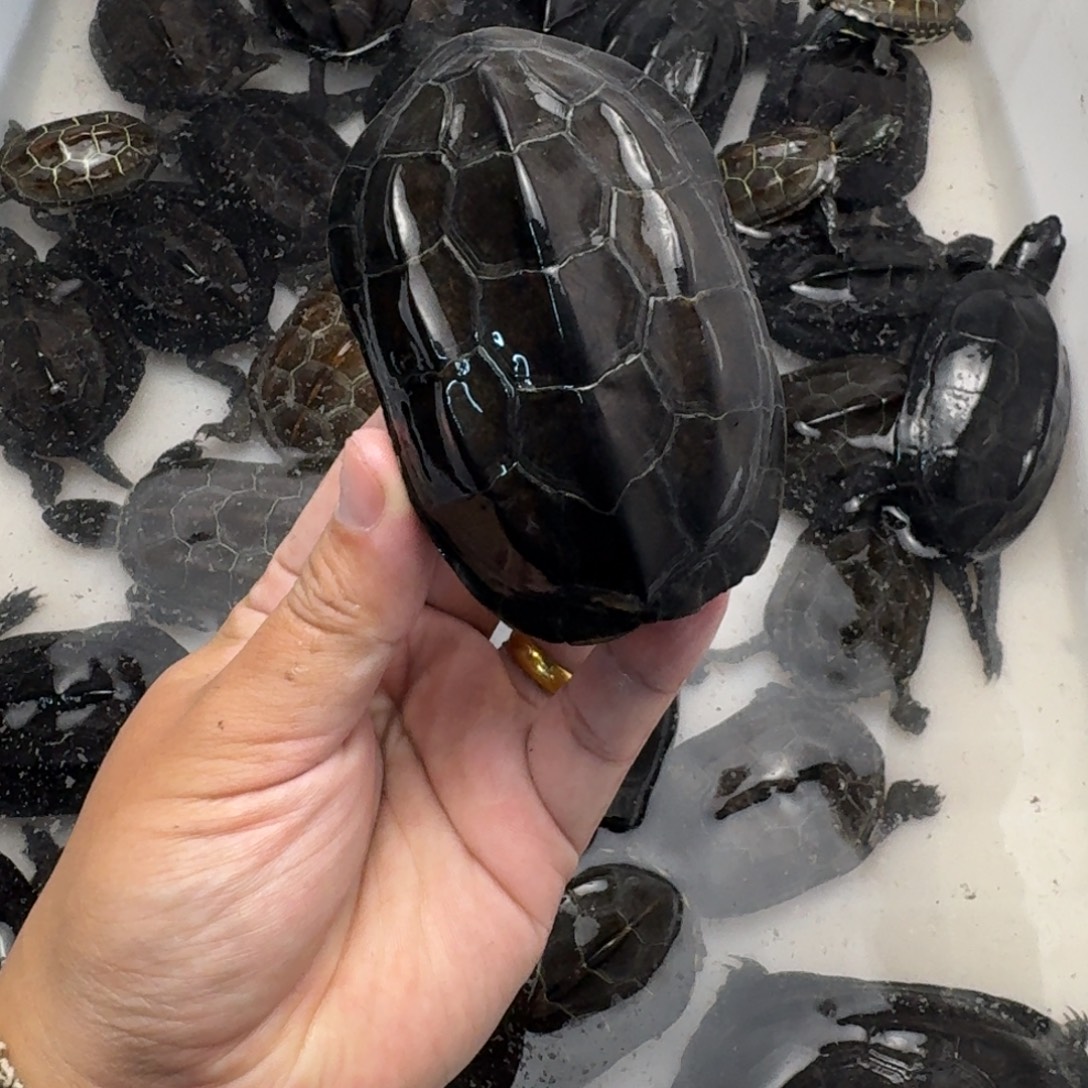 绿毛龟公苏北墨龟