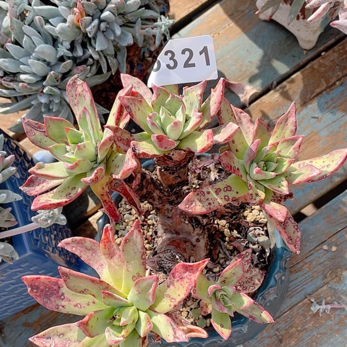 【闪购商品】绿体大法