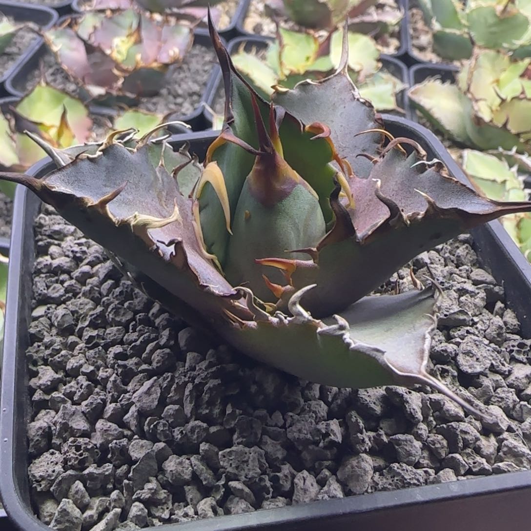 实生仁王冠龙舌兰10