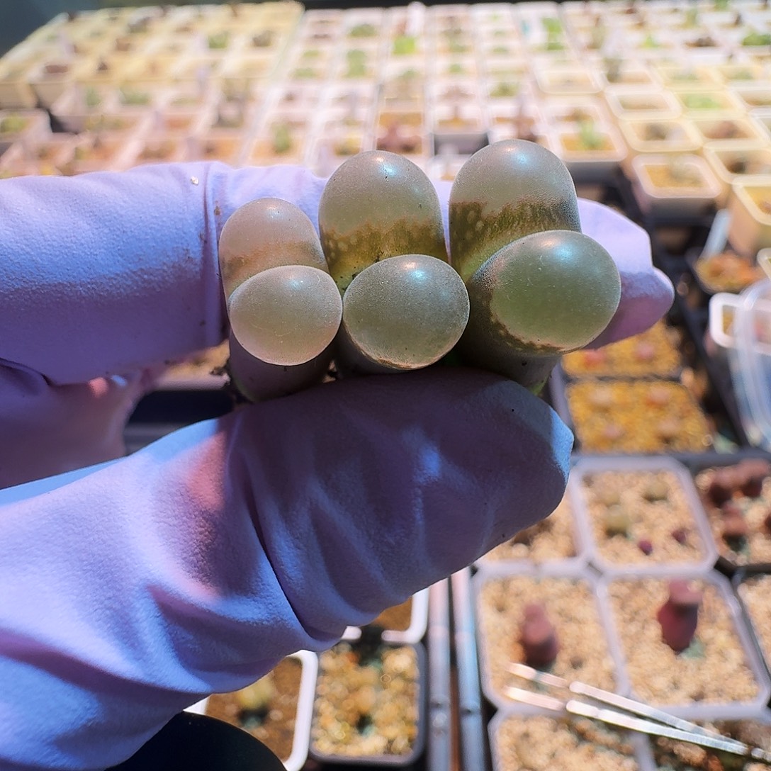 戏***人多肉植物好看风铃
