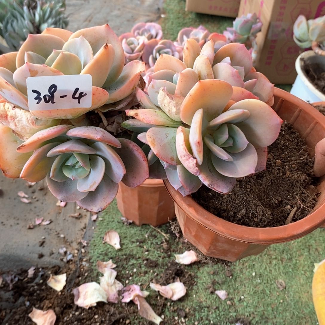 ?***?多肉植物白凤309-4