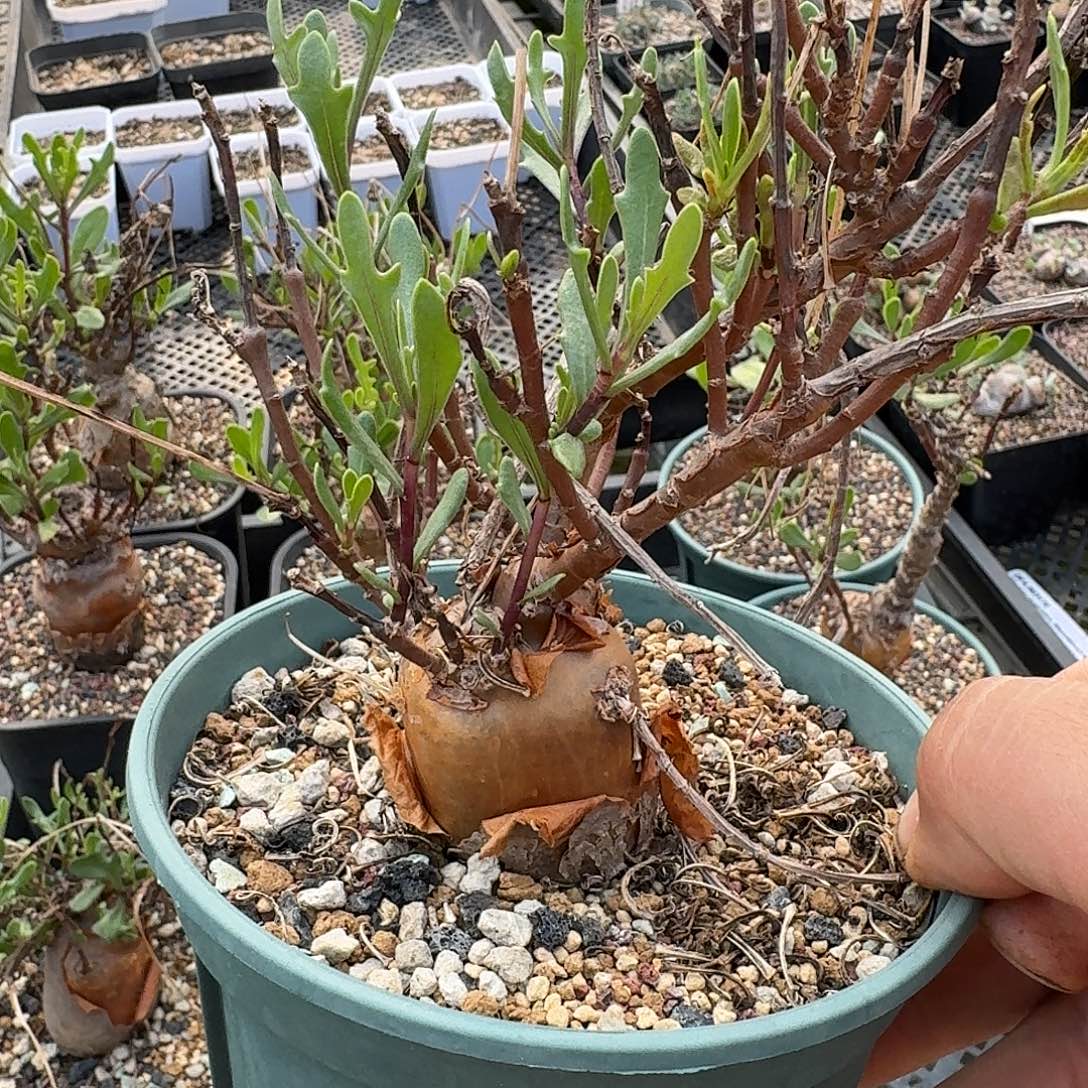 想***字lobata厚敦菊一个带盆发