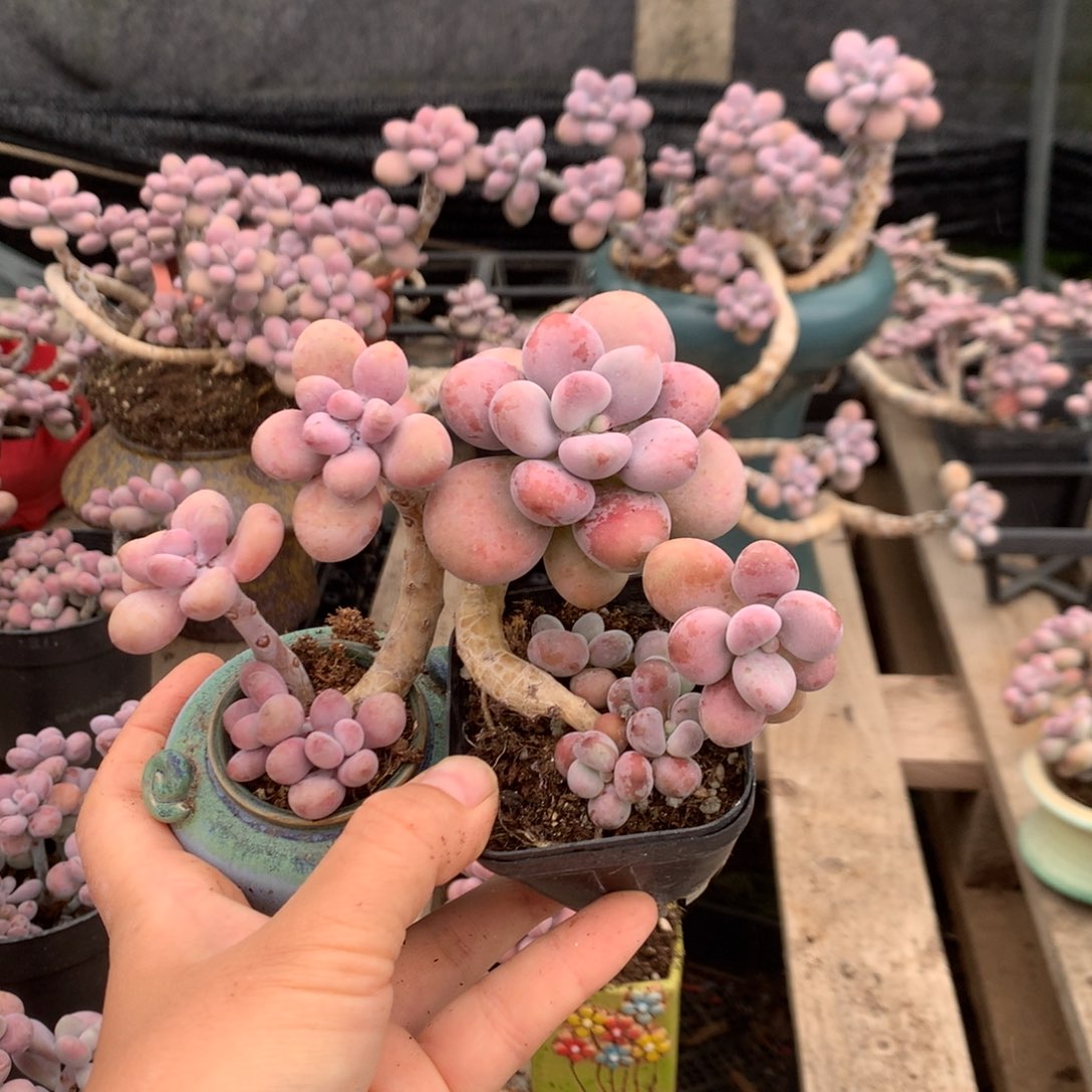 如***天桃蛋老桩不带盆两颗20号