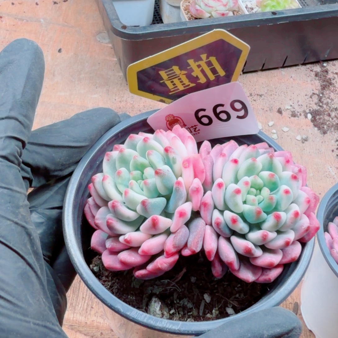 多肉植物多肉植物