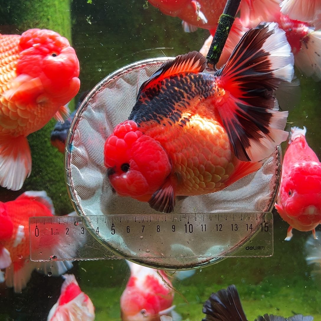 金鱼冷水金鱼百褶泰狮