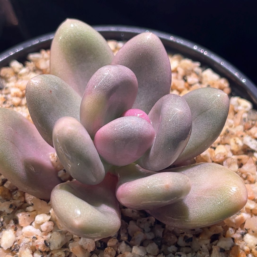 多肉特价优选奶酪锦