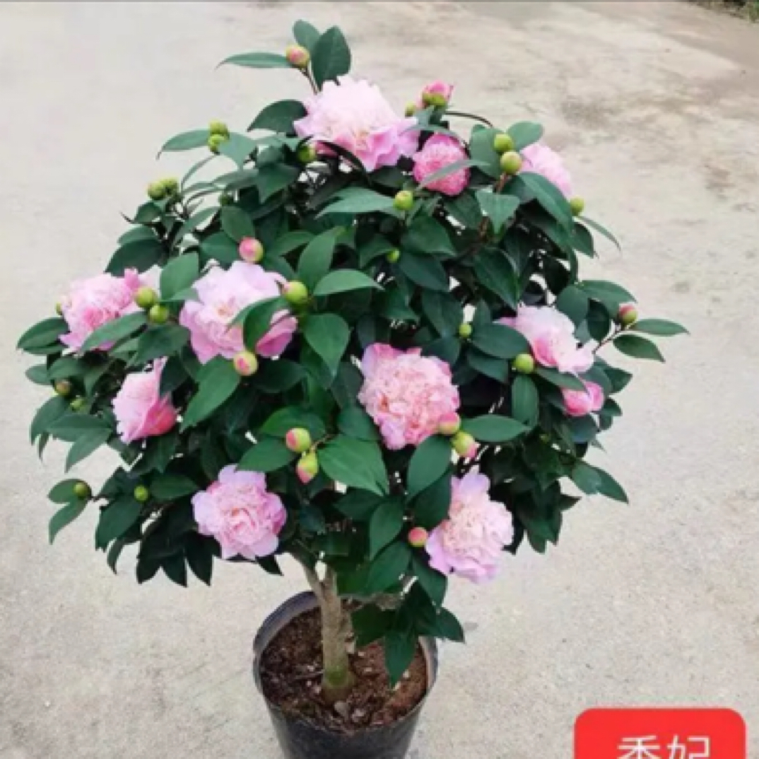 浓香型带花苞香妃茶花盆栽冬季耐寒室内外阳台四季长青