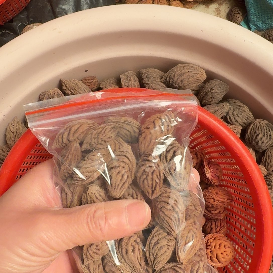 小***满精品碧桃核野生30颗