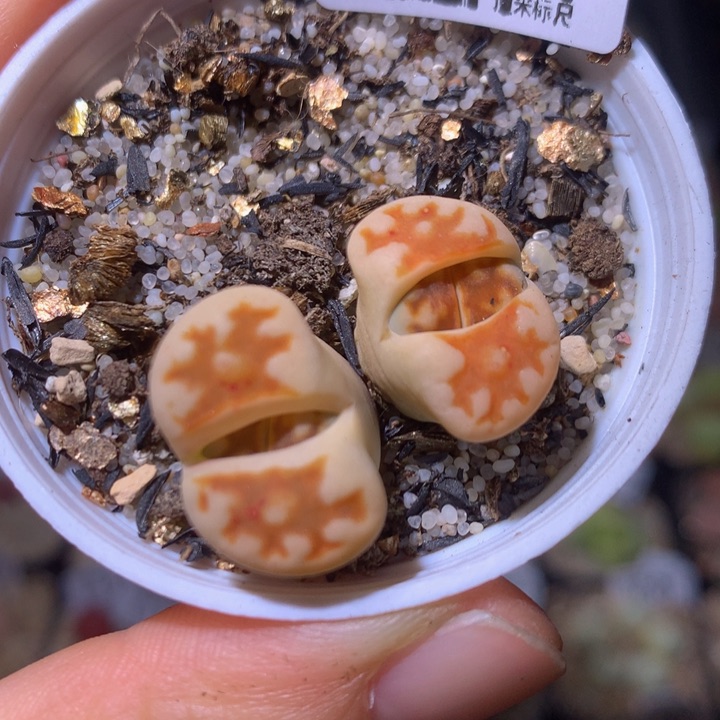 zzz精品生石花1207