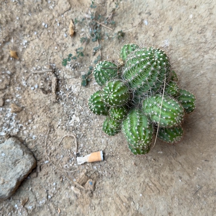 h***a苗接矮胖白檀仙人掌群生791