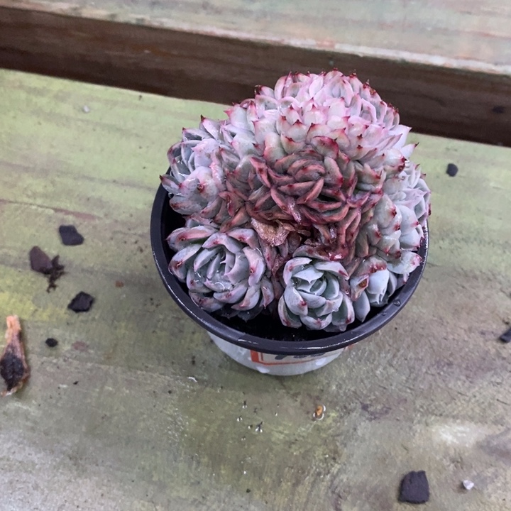 ?**行一物一拍杂交多肉108