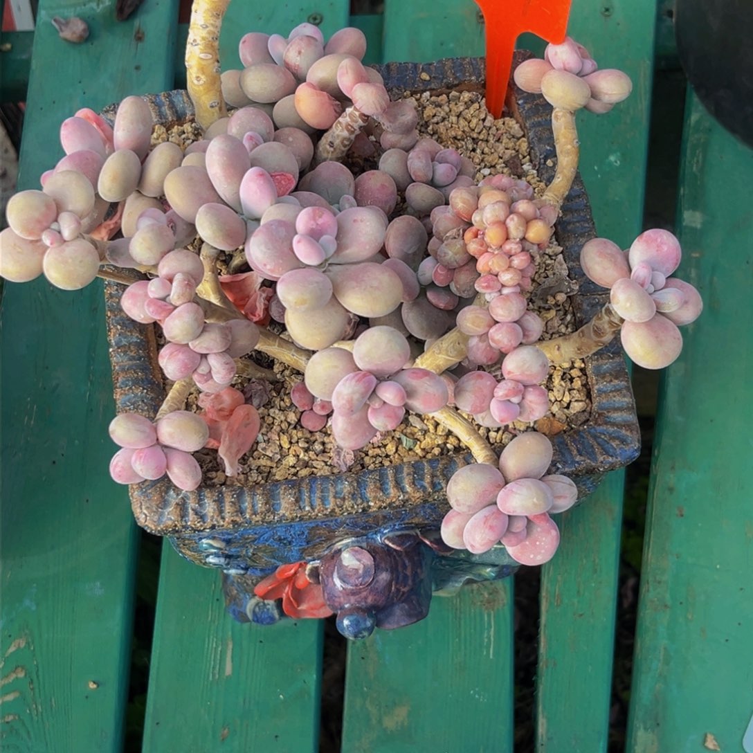 子*3009下午多肉植物群生