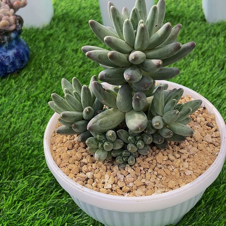 伊卡鲁斯完美捧花