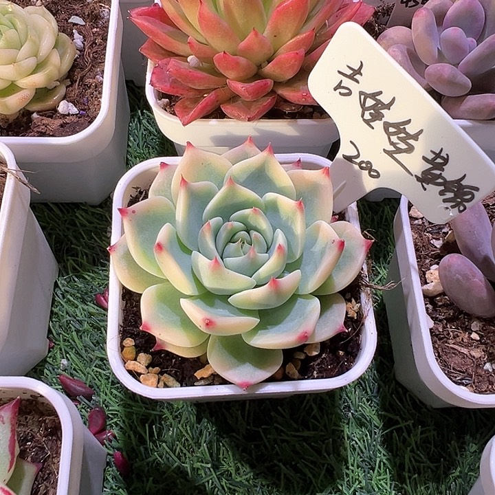 吉娃娃黄锦多肉植物