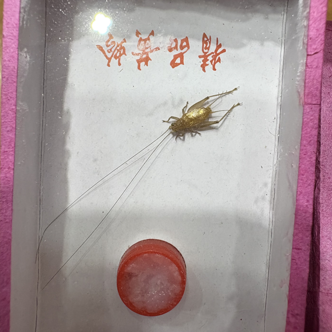 冬中黄蛉好养耐活（注：不是大黄蛉）