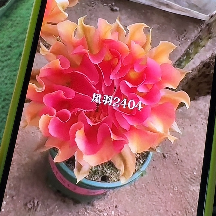 凤羽2404侧芽，尺寸以直播间看到的为准，偏远地区不包邮！