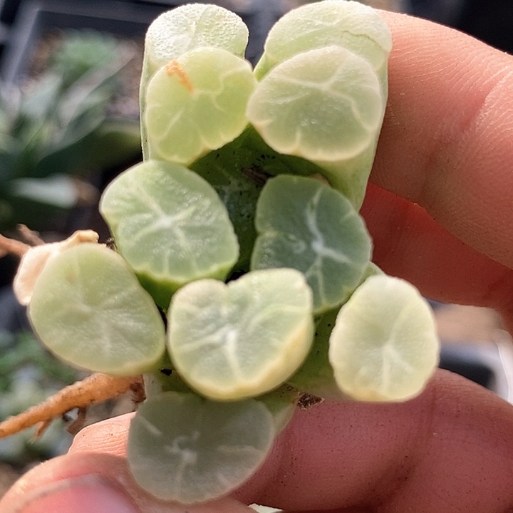 14612万象糊斑锦     