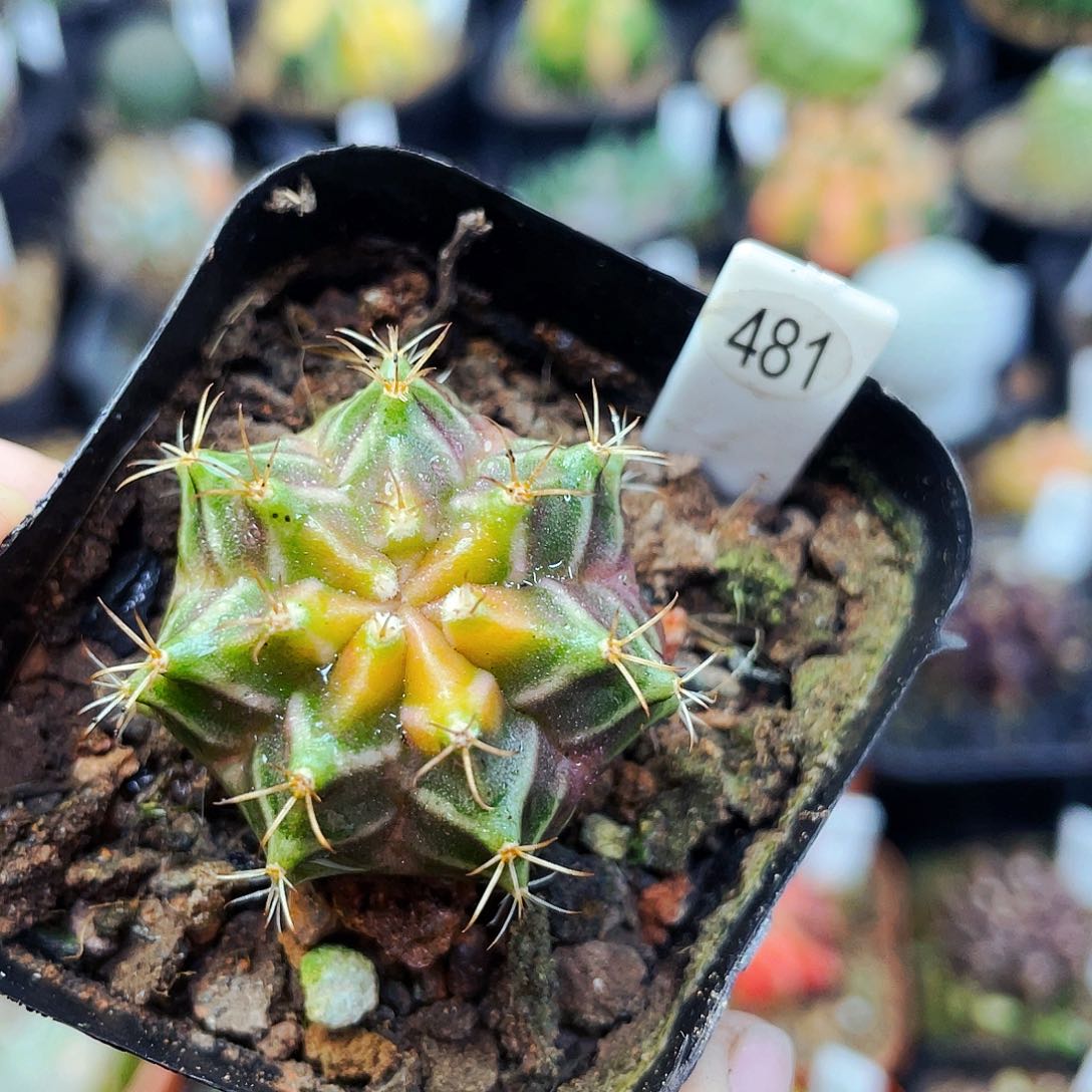 非偏远地区满25包邮仙人球