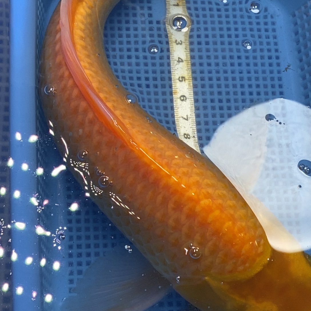 锦鲤冷水锦鲤包邮