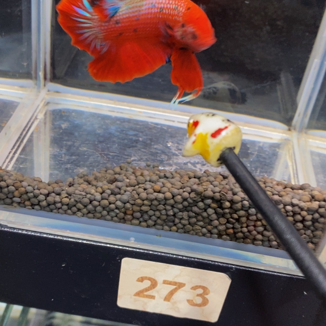 用***我斗鱼273巨斗11111