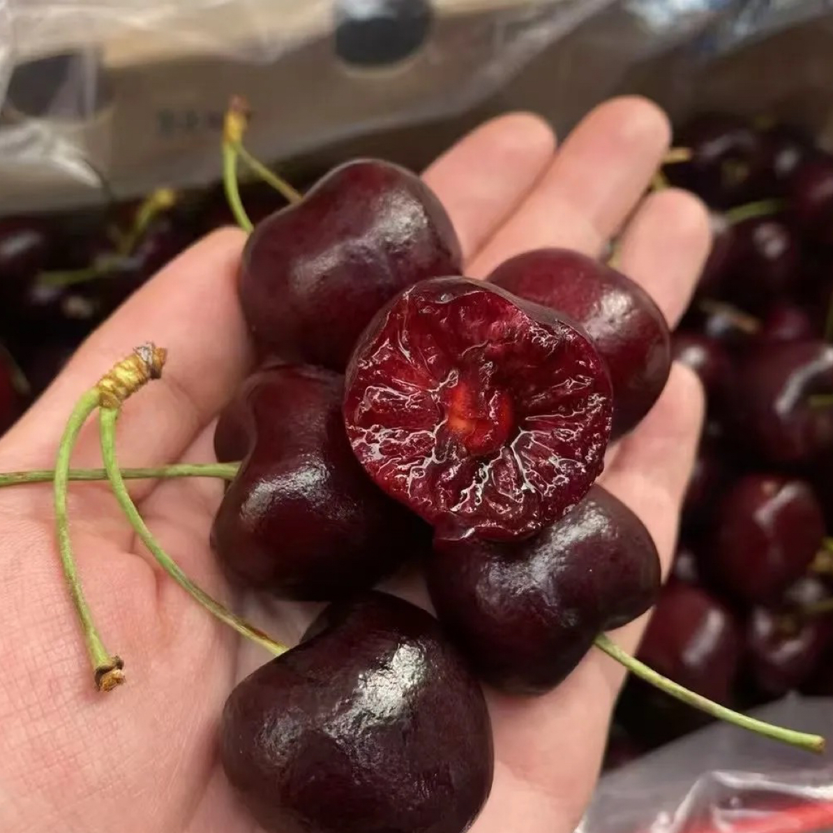 【同城配送】凯敏果业 智利进口桑提娜车厘子五斤装 3JD  新鲜水果 海运现货直发 内附果径卡智利