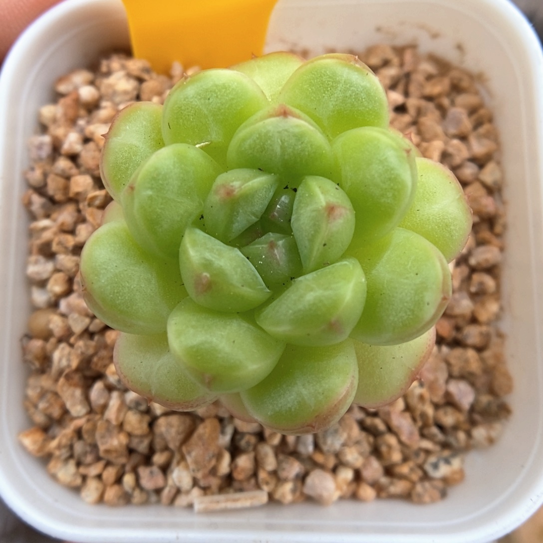 绿妖可拍532号。  