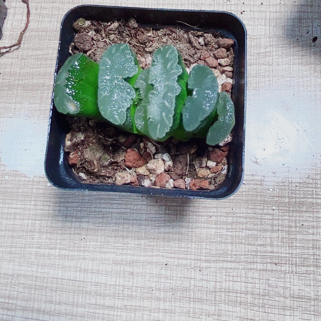 嫣***然特价猛犸玉扇w6666