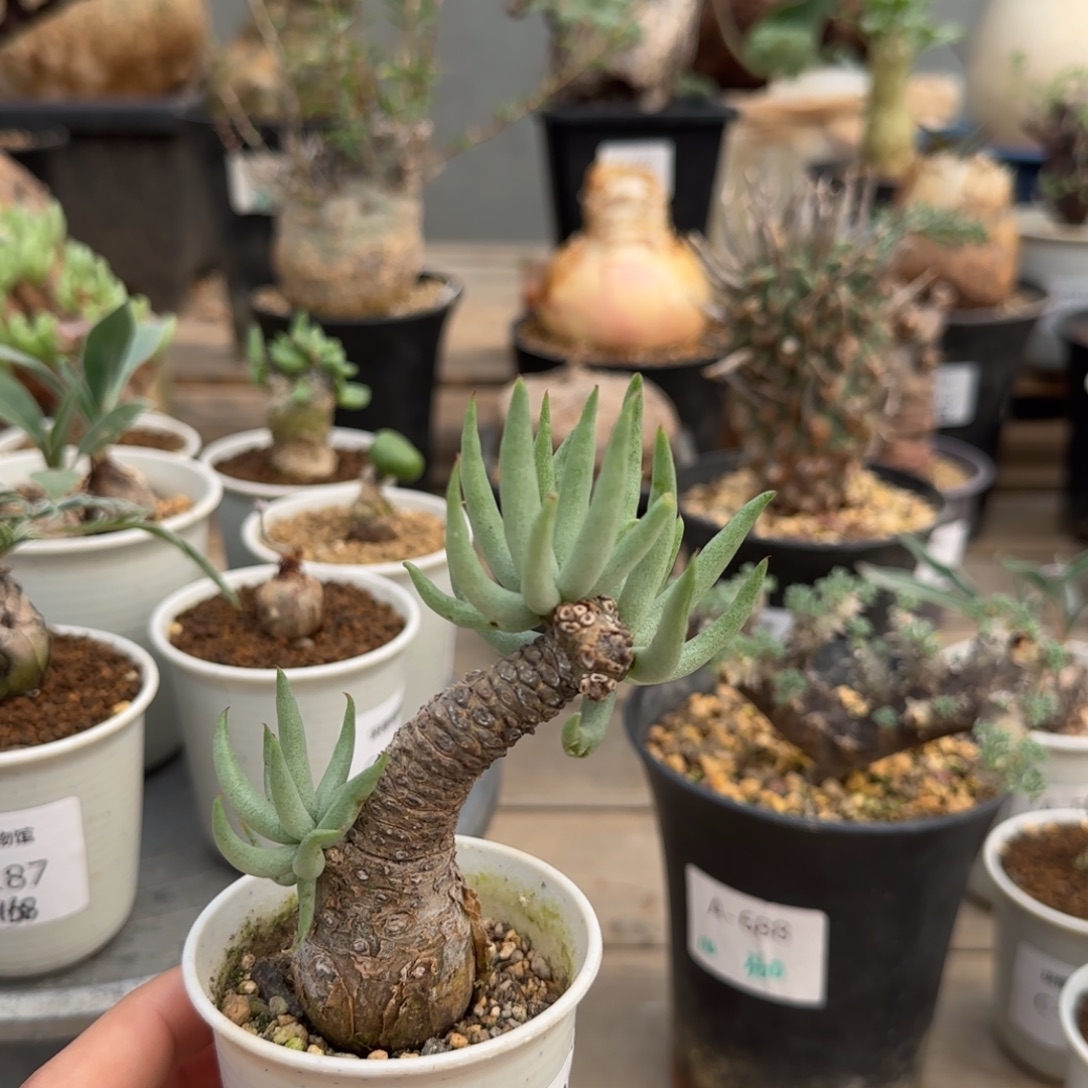 126白象奇峰锦不带盆