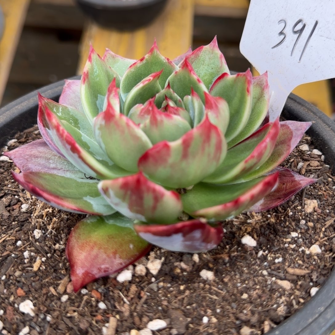 花脸拉丝391 惊鸿一物一拍包装收缩花