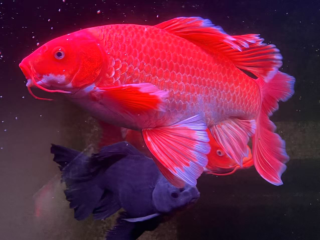 白色鹰嘴精品普身蝴蝶鲤  