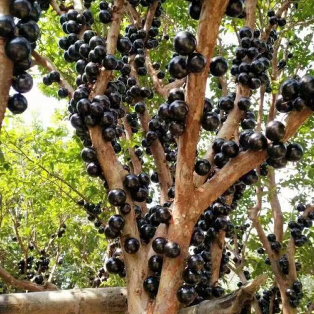 嘉宝果树带叶整棵发货南北方可种