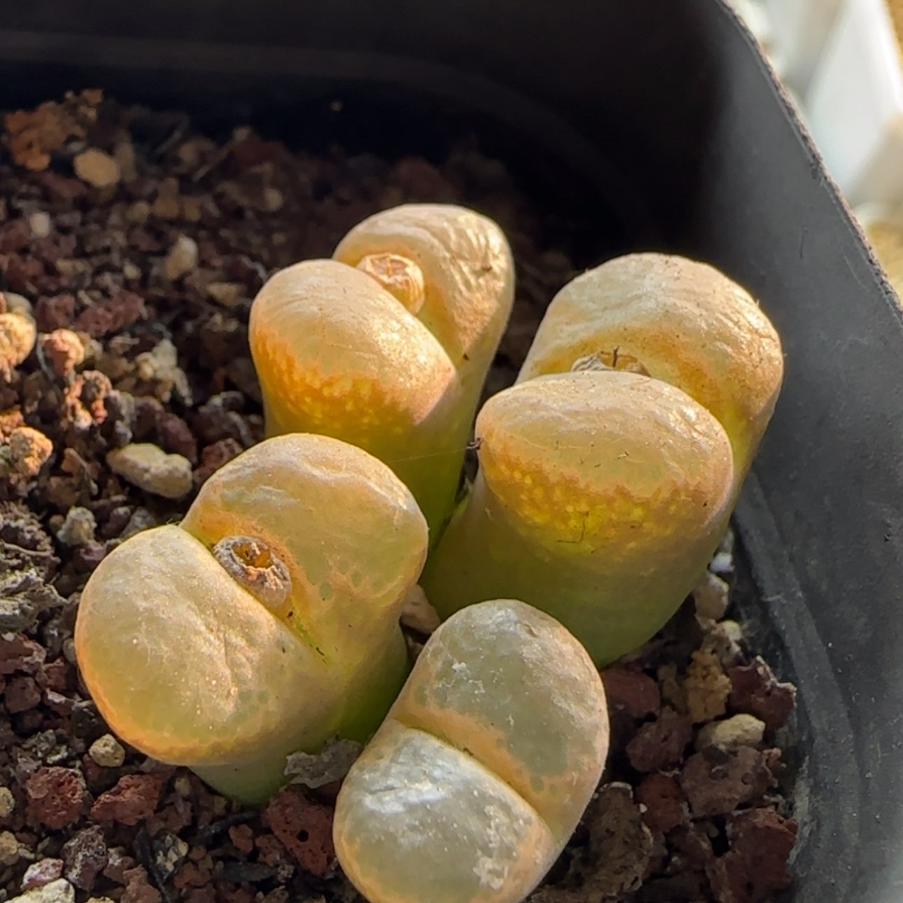 【闪购商品】1096   当天28包邮非偏远