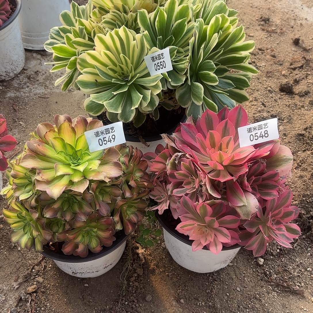 颜凝韶华女巫多肉植物548-49-50