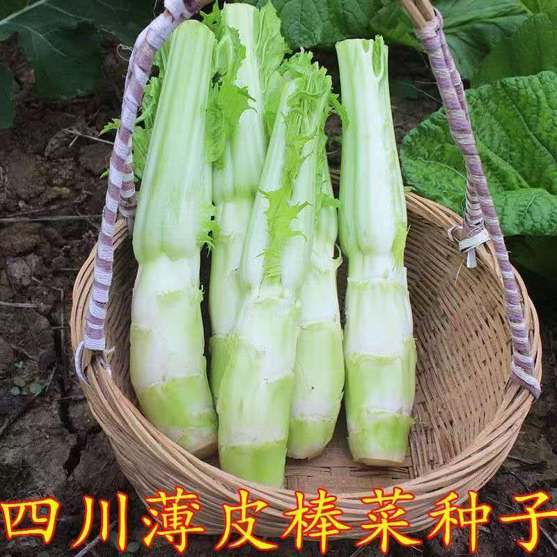 【全店满6包包邮】棒棒菜种子
