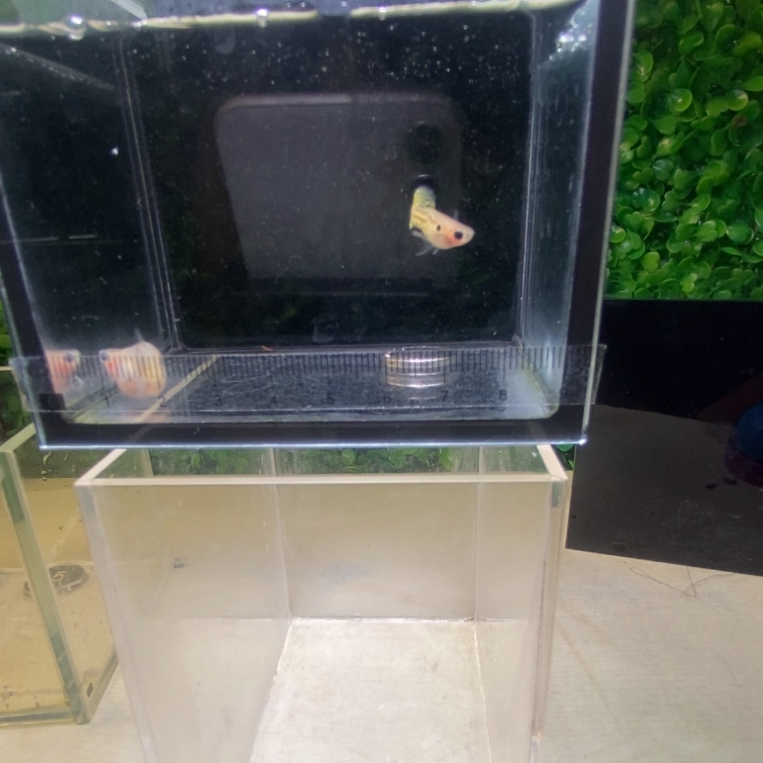 孔雀鱼黑金蕾丝短球体一对