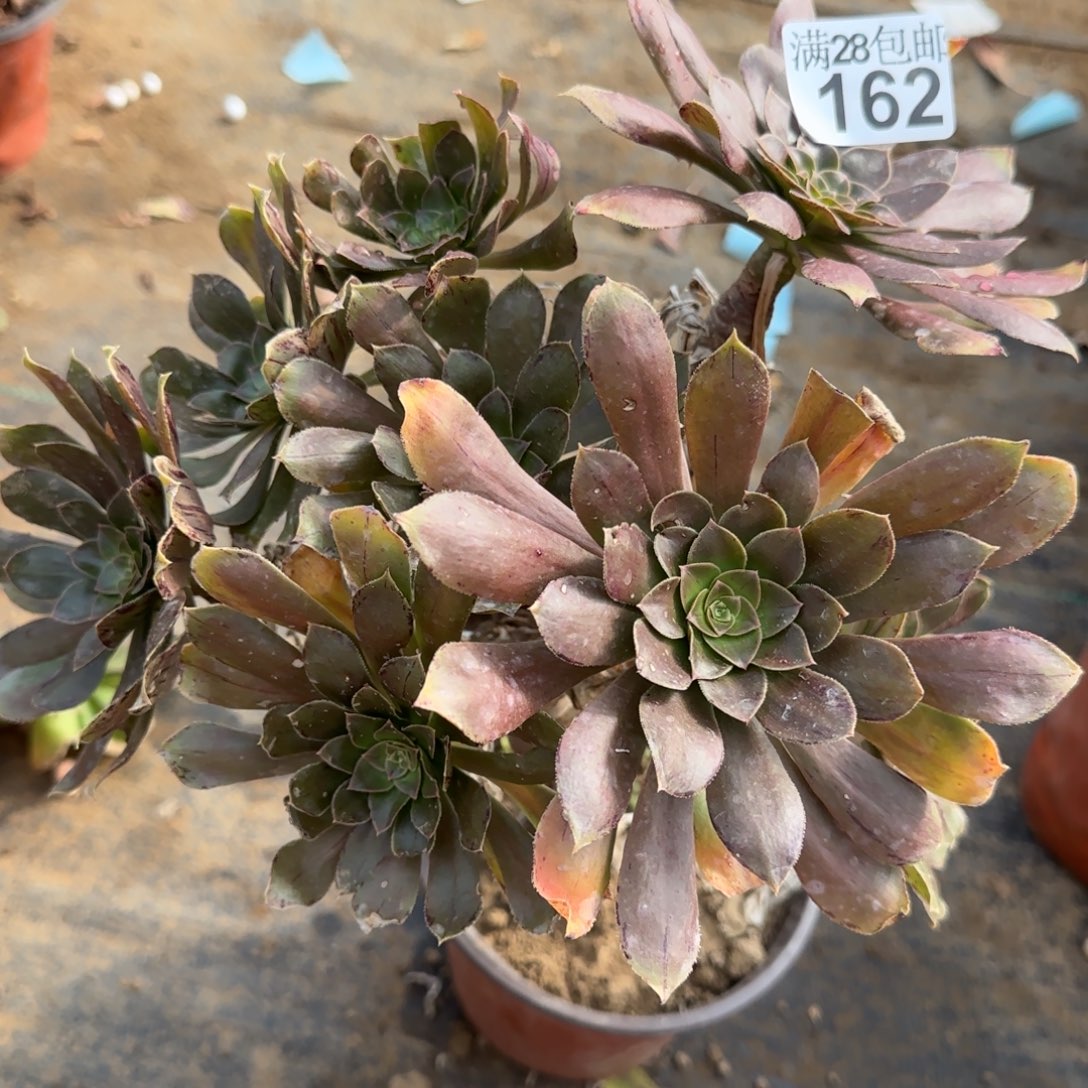 金缕多肉162满28包邮断枝不包