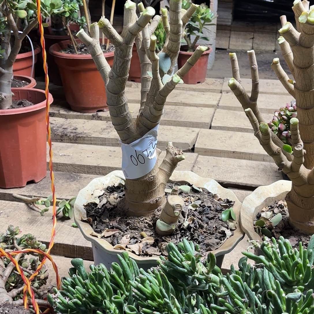 喜***50633新花月锦老桩