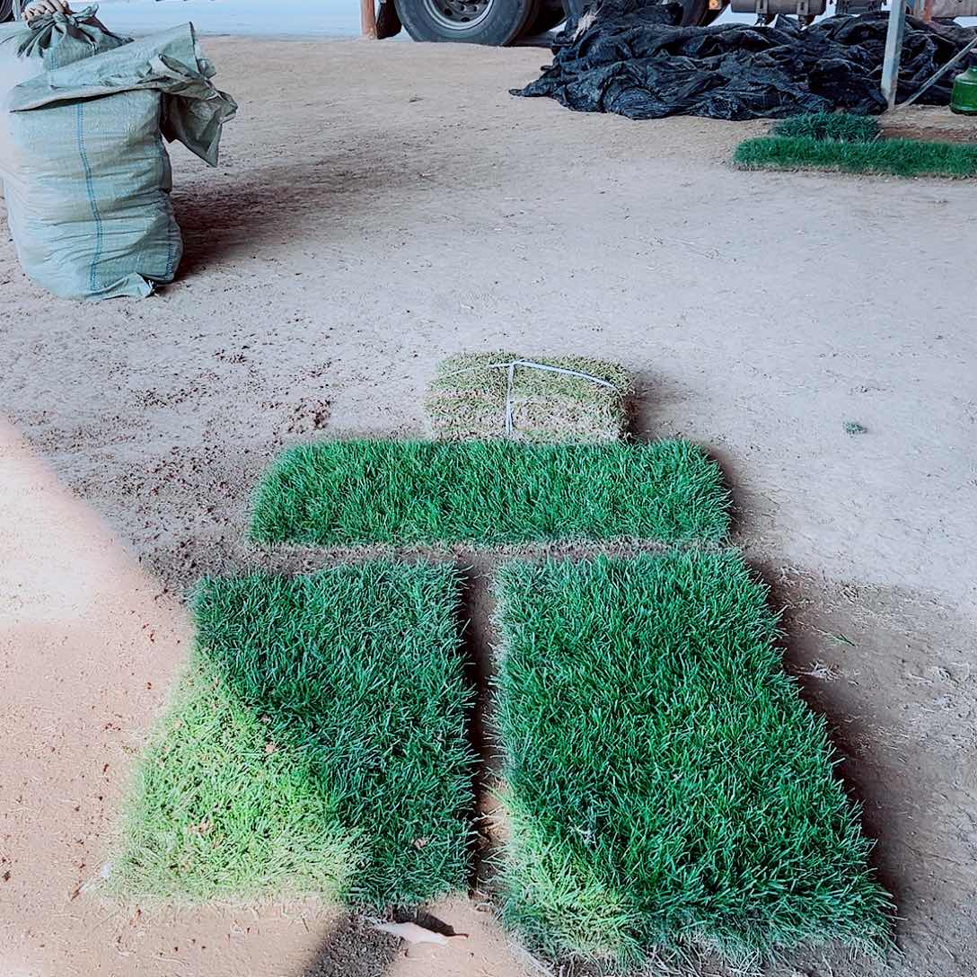 老***牧无花朵马尼拉草坪包邮价格，。。。