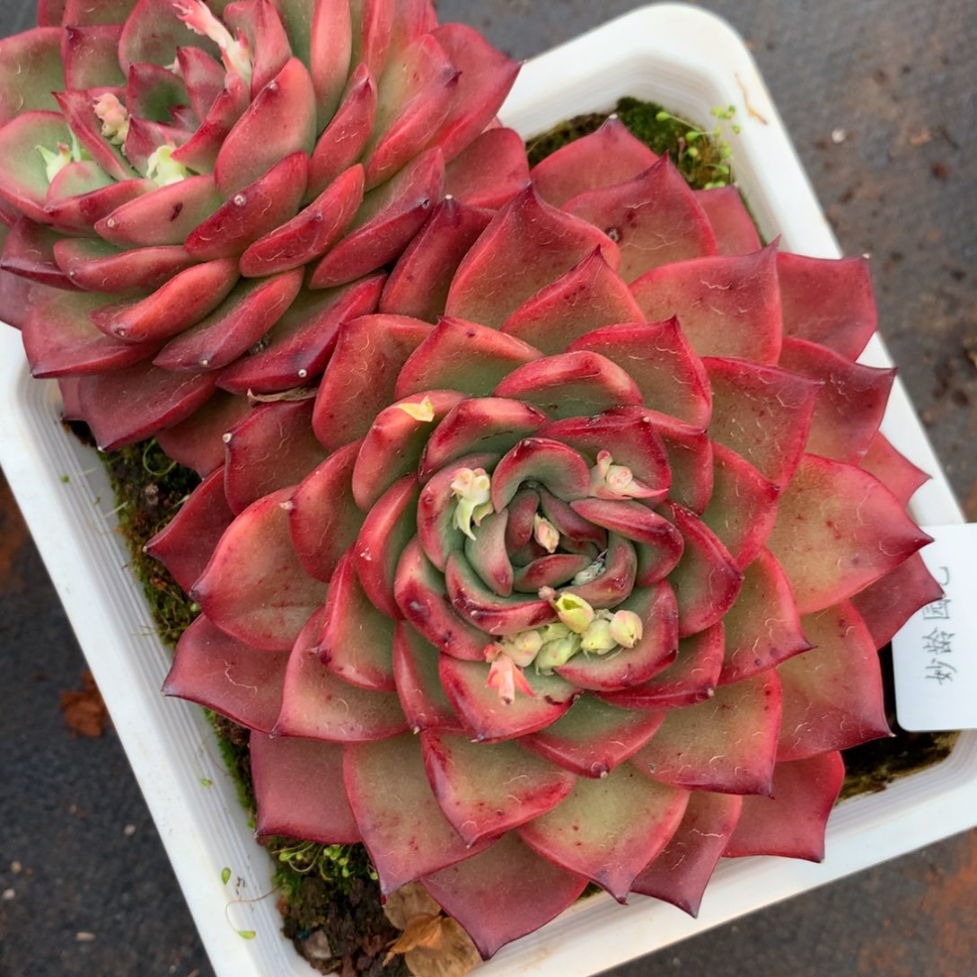 1766杂交精品基地14厘米