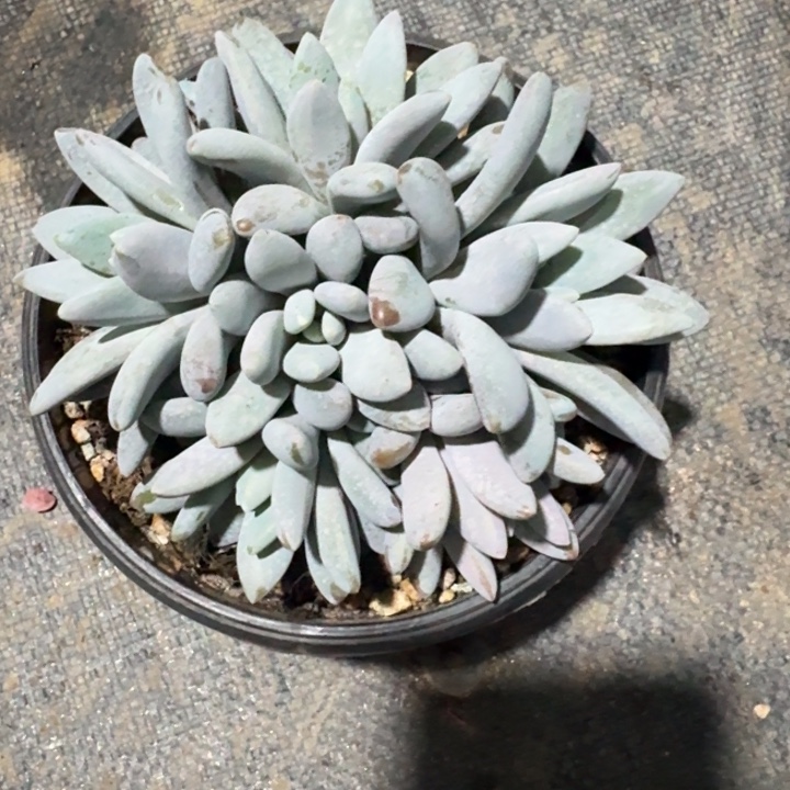 多肉植物橙龙群生