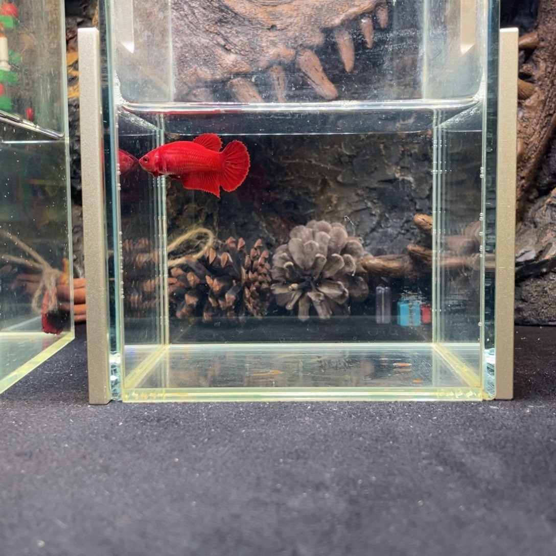 斗鱼十二月十四日竞价