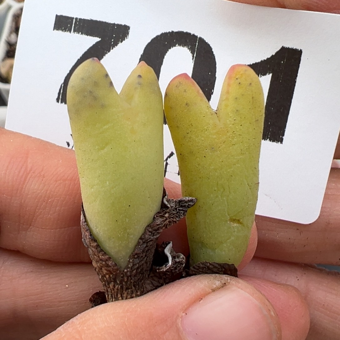 2.15好看的多肉701