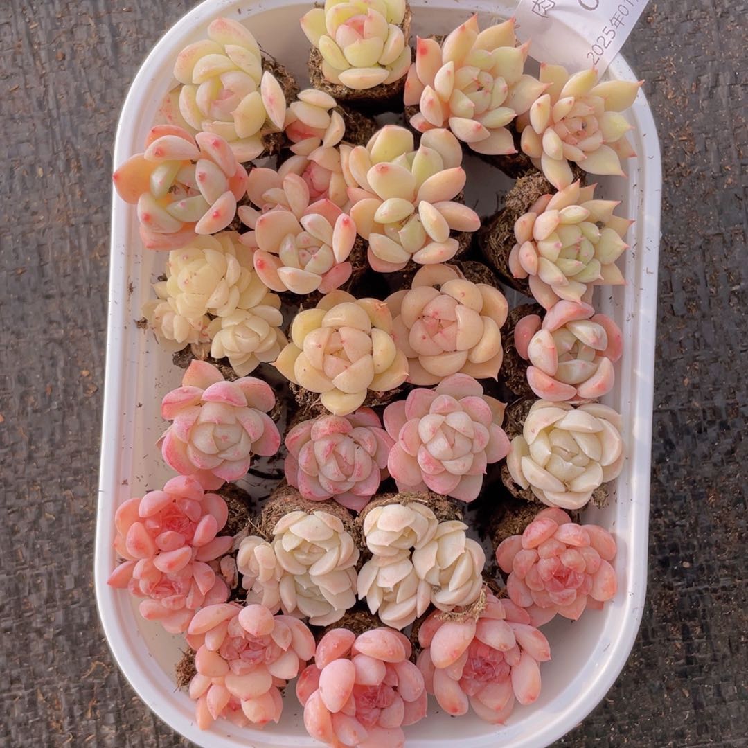 我们的生活方式是什么020