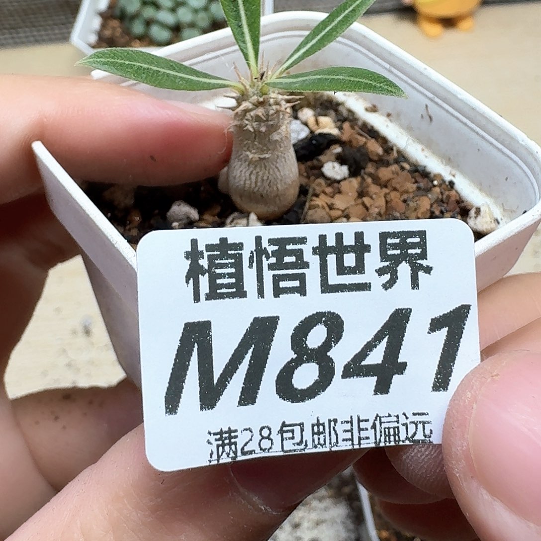 多肉植物的润泽和法