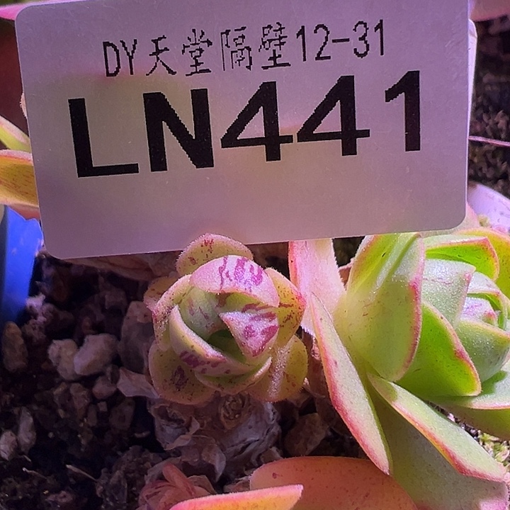 露妮441璃龙妖姬纹mini侧芽