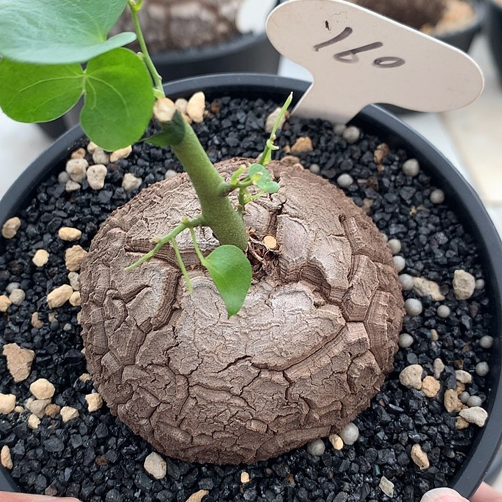 160龟11111111111111